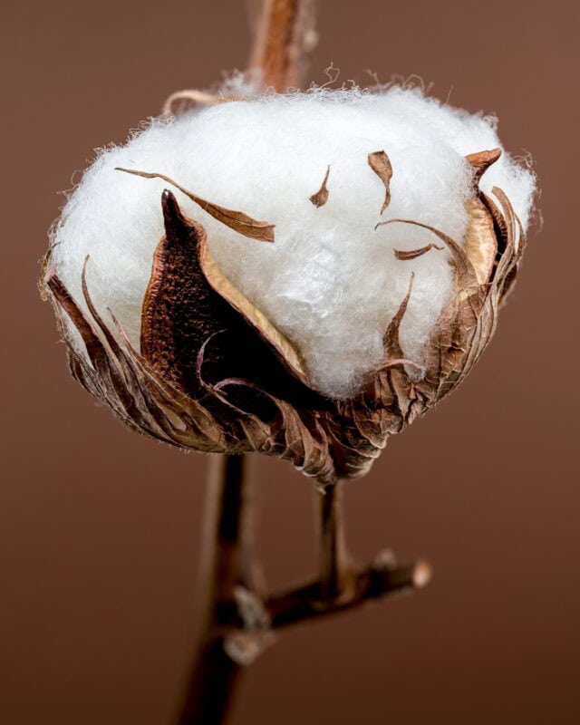 Cotton fiber in a cotton boll, showcasing natural textile material.